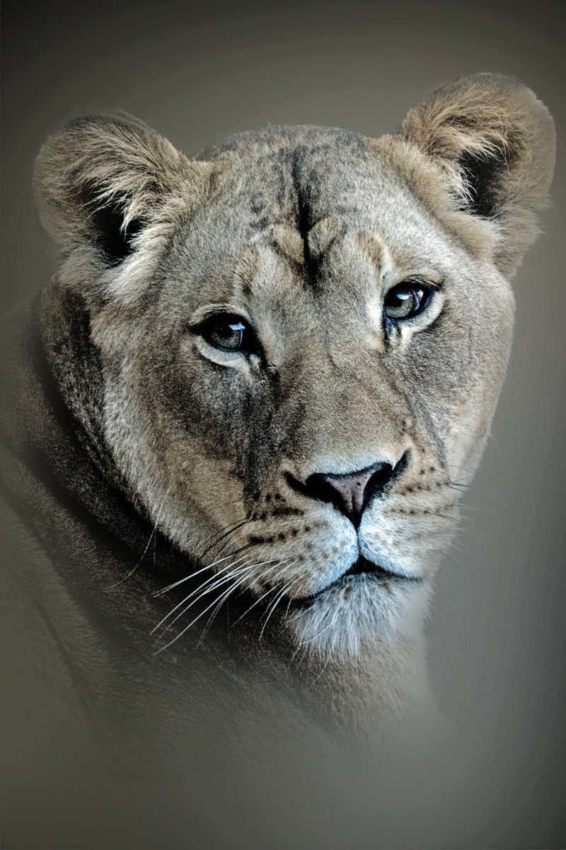 Lioness by B Zolle