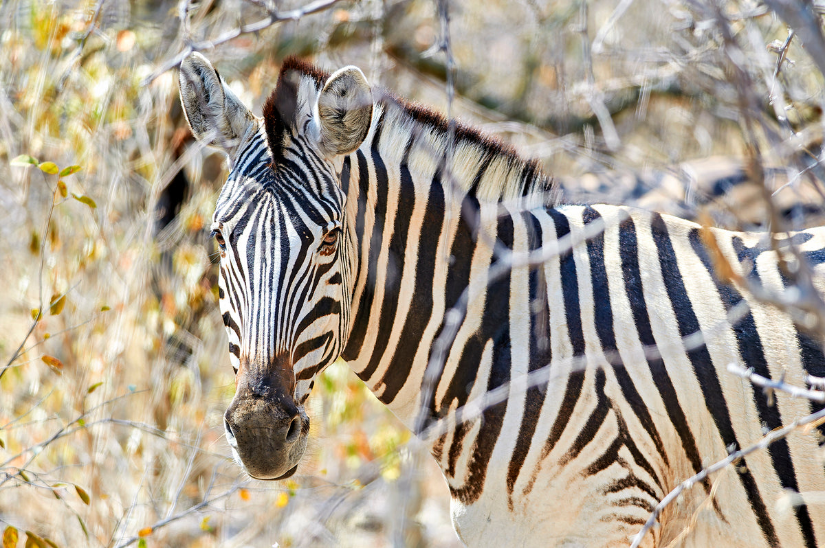 Namibia. Etosha National Park. Zebra in the wild by Marco Brivio