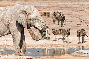 Namibia. Etosha National Park Africa. An elephant drinking at a waterhole by Marco Brivio