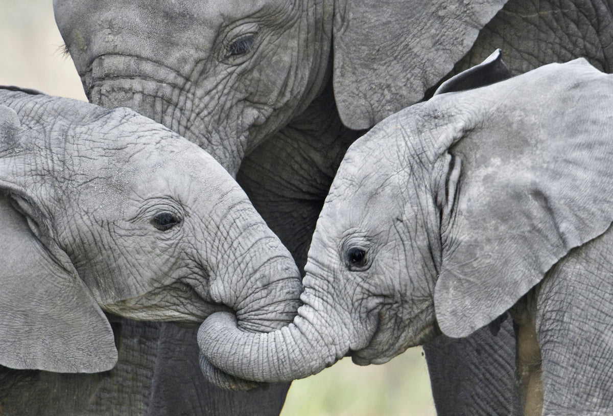 African elephant babies holding trunks Tanzania 139045 by Panoramic Images