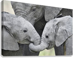 Giclée Stretched Canvas Print